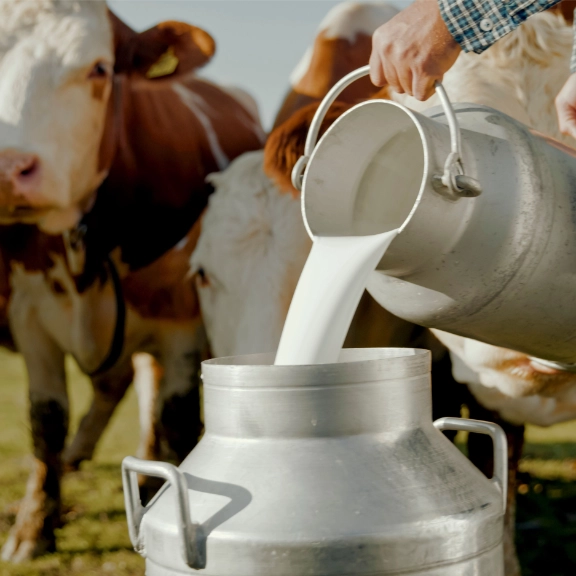 milchbetriebe_unter_druck