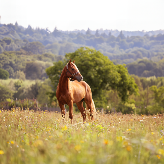 Pferd_Wels_2025